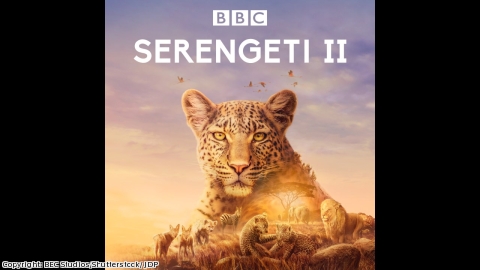 【野生の王国アワー】BBC超大作 セレンゲティ物語 S2：権力争い(二)