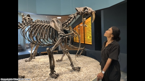 【アンコール一挙】絶滅動物ミステリー：クジラ(二)