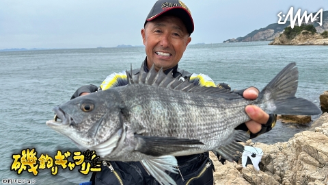 磯釣りギャラリー 瀬戸内の乗っ込みチヌ