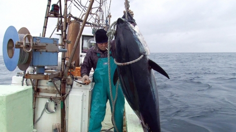 巨大マグロ初競り戦争！2018〜マグロに選ばれし勇者たち〜 [決戦編]