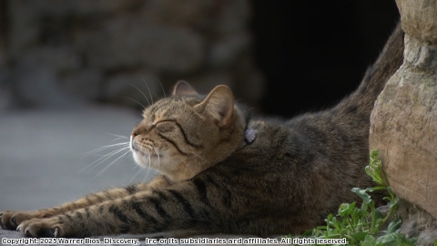 ねこ散歩イタリア：ローマ(日)