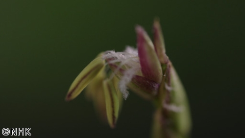 ダーウィンが来た！「これが花！？植物の不思議をめぐる旅」[解][字]
